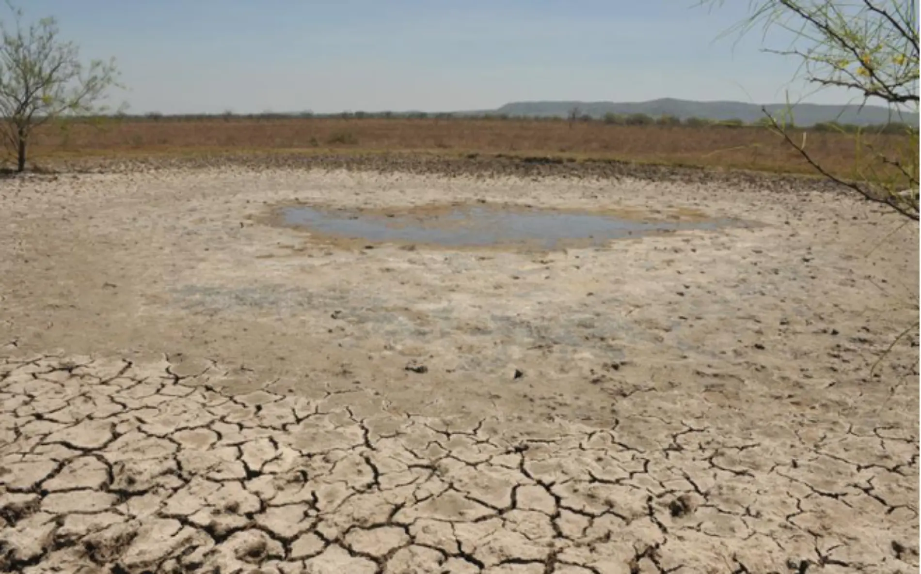 Agricultura y ganadería amenazadas, ante la tala de árboles y la desertificación